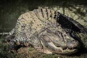 Crocodile Alligator at wildlife