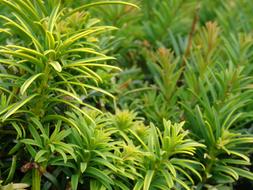 thickets of plants with narrow green Leaves