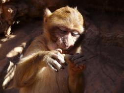 Fluffy cute monkey