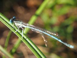 Dragonfly Insect at Nature life