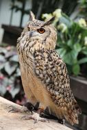 owl in the zoo close up