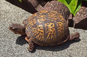 pattern on the shell of a turtle on a sunny day