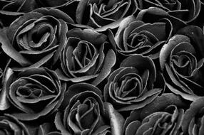 Beautiful, black and white, Gothic photo of the roses