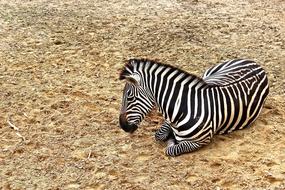 Zebra Animal at Wildlife