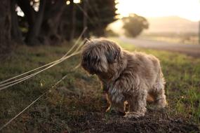 Beautiful and cute, fluffy, brown dog of different shades, on the grass, near the trees