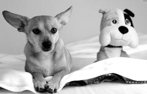 monochrome photo of Eb Dog Animals