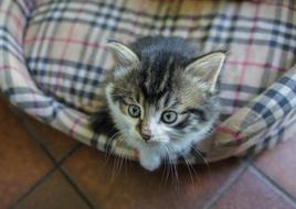 Cat Kitten Basket