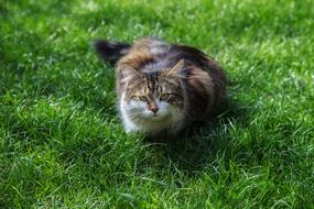 domestic cat in the grass close up