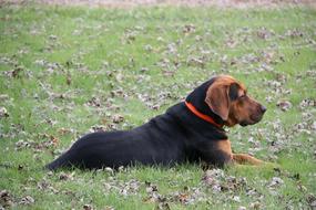 Dog Laying Outside close-up