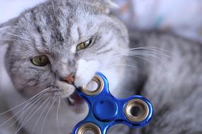 Fidget Spinner Cat