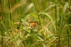 butterfly green grass