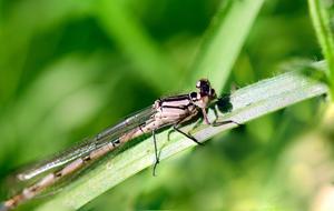 Macro picture of Insect Dragonfly nature