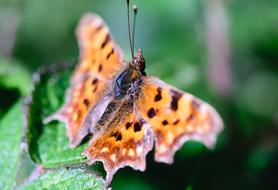 Butterfly Insect Nature