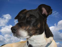 cute dog against the sky