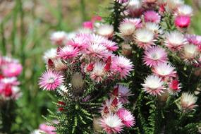 flower bushes prickly