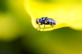 Macro Photography of Fly Insect Blue