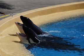 animal oceanarium show