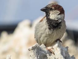 Sparrow Bird at wild Nature