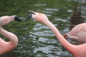 pink flamingos in Zoo in Zurich