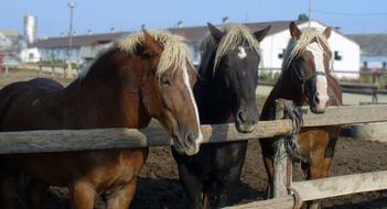 three horses standing by the fence