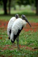 storks in the forest in a blurry background