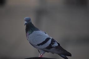 gray dove in blurred background