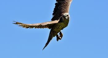 Falcon Bird Of Prey Wild