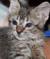 Portrait of the cute and beautiful, fluffy kitten, at blurred background