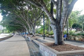 trees many view landscape