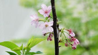 flowers little branch green