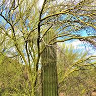 green cactus landscape tree