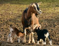 Colorful, cute and beautiful family of the goats, with mother and kids, on the colorful grass