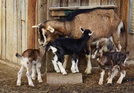 Cute and beautiful family of colorful goats, with mother and kids, near the wooden building