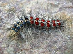 Hairy Larva Insect