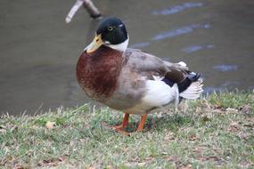 duck in the wild
