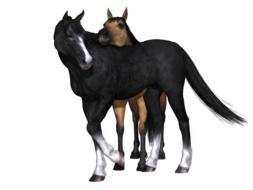 3d models of the black, brown and white horses, at white background, clipart