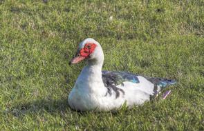 Domestic Duck Animal on farm