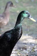 Duck Indian Runner Anas bird