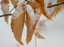 leaves dry snow view