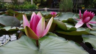 pink flower landscape view