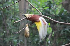 bird stick view zoo