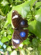 Close-up of the colorful and beautiful butterfly with blue points, on the plant with green leaves