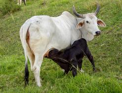 white and black cow