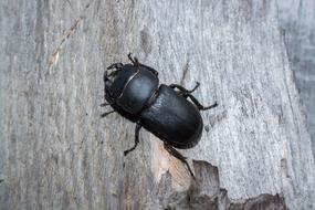 Beetle Insect at nature