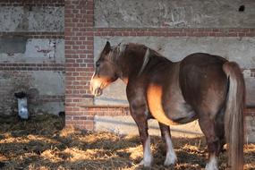 stable horse