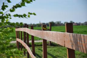 Bird on Wood Fence at garden