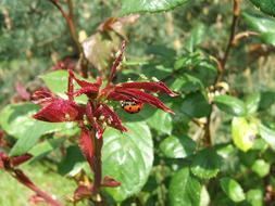 red green foliage