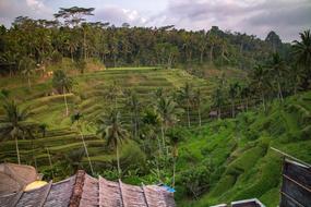 green forest by the village