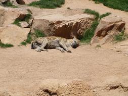 a leopard sleeping in the desert