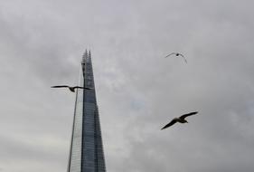 Tower and Birds